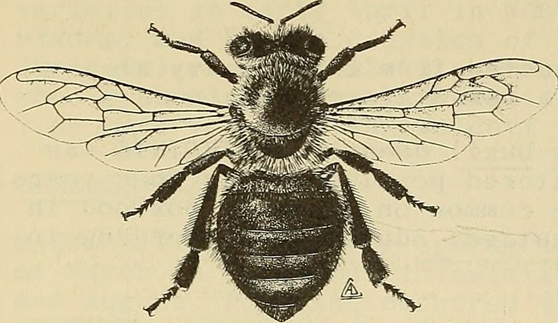 gold coast termite control